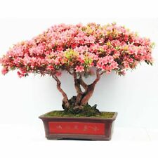 Rhododendron schlippenbachii f for sale  HAYLE