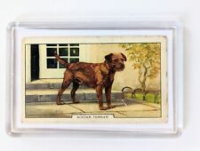 Border terrier vintage for sale  THIRSK