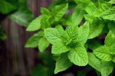 Mint seeds ideal for sale  BRISTOL