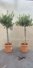Pair olive tree for sale  STOKE-ON-TRENT