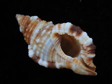 Sea Shell Cymatium aquatile 56.2mm ID#4915, used for sale  Shipping to South Africa