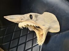taxidermy shark for sale  CARRICKFERGUS