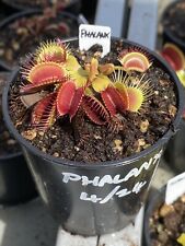 Venus flytrap phalanx for sale  FELTHAM