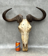 LARGE AFRICAN ASIAN WATER BUFFALO SKULL & HORNS TAXIDERMY MAN CAVE WALL TROPHY for sale  Shipping to South Africa