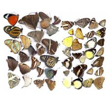 Butterflies taxidermy natural beautiful small butterfly craft embellishments segunda mano  Embacar hacia Mexico