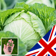 Cabbage elisa organic for sale  CHELMSFORD
