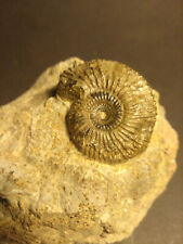 Ammonit sengenthal fossilien gebraucht kaufen  Mühlhausen/Thüringen