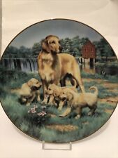 Golden retrievers classic for sale  PLYMOUTH