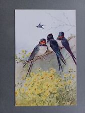 1920 swallow birds for sale  KING'S LYNN