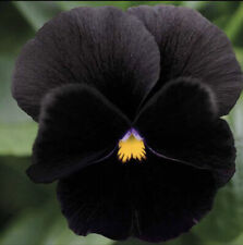 Pansy seeds pure for sale  LONDON