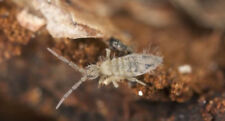 Live springtail starter for sale  BASILDON