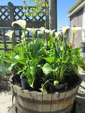 Arum lily white for sale  WADHURST