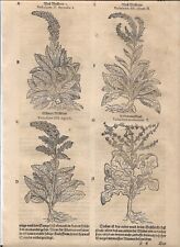 Tabernaemontanus herbarium wol gebraucht kaufen  Augsburg