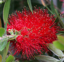 Callistemon citrinus seeds usato  Italia