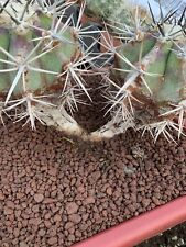 Echinocactus ingens dicotomic usato  Monterosso Almo