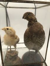 Antique taxidermy japanese for sale  Cleveland
