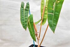 Philodendron billietiae rare for sale  Reseda