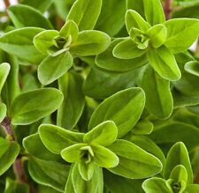 2000 sweet marjoram for sale  Buffalo