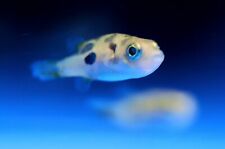 Dwarf yellow indian for sale  COLWYN BAY