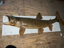 Huge trout mount for sale  Marshalltown