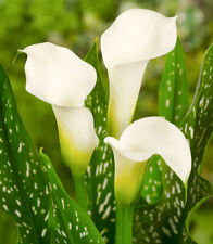 Calla lily giant for sale  MANCHESTER