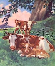 Cow calves red for sale  Lake Villa