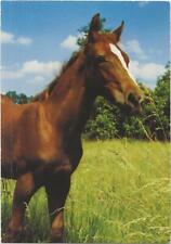 Horse postcard chestnut for sale  ALTON