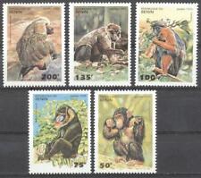 Monkeys chimp benin for sale  Shipping to Ireland