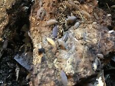 100 powder isopods for sale  New Albany