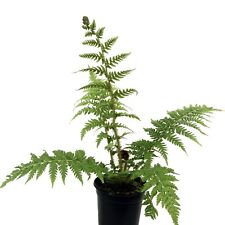 Scaly tree fern for sale  USA