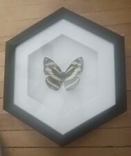 Framed butterfly wall for sale  Circle Pines