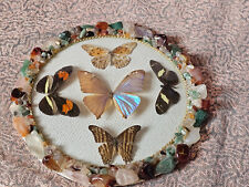 Schmetterlinge display glaskup gebraucht kaufen  Nord,-Gartenstadt