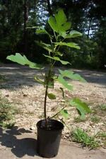 Celeste fig tree for sale  Ben Wheeler