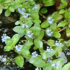 Veronica beccabunga plante d'occasion  Krautergersheim