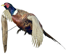 Ringneck rooster pheasant for sale  Middleton