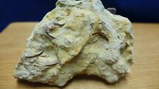 trilobite fossil for sale  Ardmore