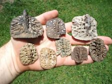 Colorful alligator scutes for sale  Tallahassee