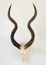 Kudu hörner kuduhörner gebraucht kaufen  Neustadt