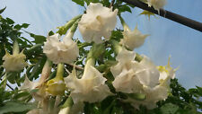 Double white flowered for sale  Shipping to Ireland