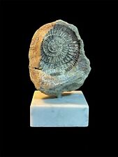 Ammonite fossil for sale  EDINBURGH