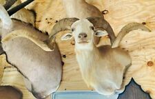 Texas dall ram for sale  Hot Springs Village