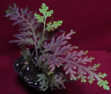 Selaginella wildenowii rare for sale  Center Hill