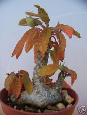 Dorstenia Foetida rare succulents caudex bonsai cacti cactus bulb seed 50 SEEDS for sale  Shipping to South Africa