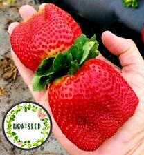 Ogromna truskawka Big Strawberry 50 nasiona Nokiseed Seed Fruit - Dau Tay Khong Lo na sprzedaż  Wysyłka do Poland