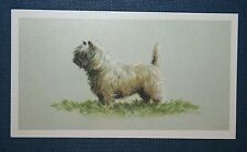 Cairn terrier angela for sale  Shipping to Ireland