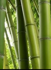 Canne bambù secche usato  Povegliano Veronese