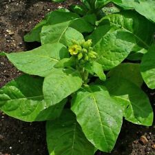 Aztec tobacco seeds for sale  Portland
