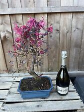 Mature loropetalum bonsai for sale  PERSHORE