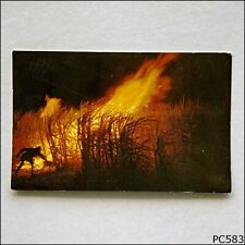 Usado, Cartão postal Burning Cane antes da colheita Canefields North Queensland MV (P583) comprar usado  Enviando para Brazil