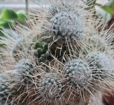 Kaktus mammillaria spinosissim gebraucht kaufen  Grimma